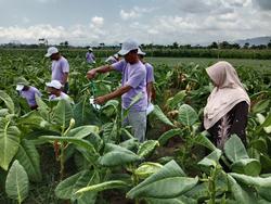 Tembakau Gagang Rejeb Sidi: Varietas Lokal Tulungagung yang Jadi Rebutan Petani Se-Nusantara!
