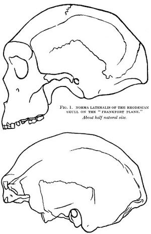 27. DUBOIS - FOSSIL HUMAN