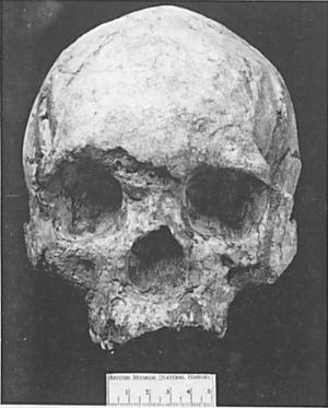 10. HET VRAAGSTUK OVER DE OORSPRONG VAN DE MODERNE MENS EN DE ROL DIE DE WADJAK MENS (JAVA) DARARBIJ SPEELT