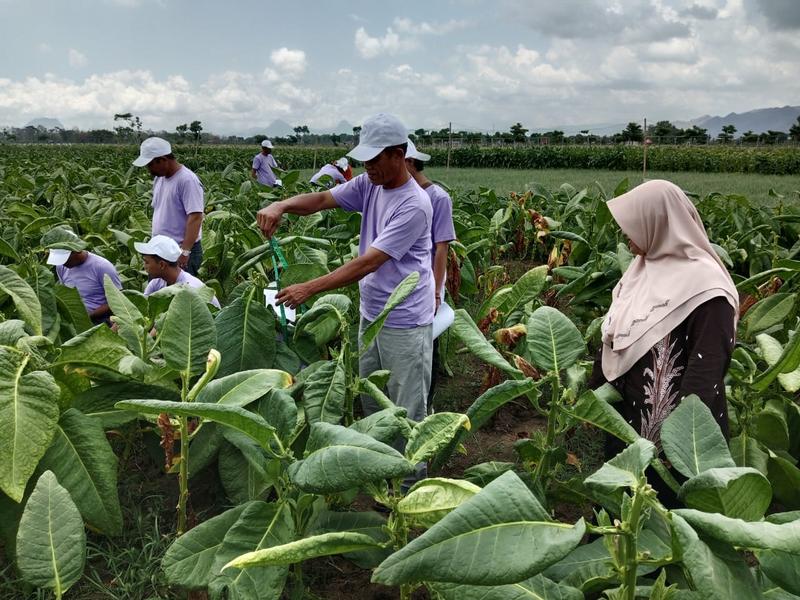Tembakau Gagang Rejeb Sidi: Varietas Lokal Tulungagung yang Jadi Rebutan Petani Se-Nusantara!