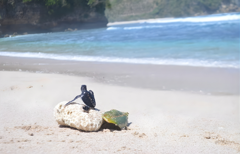 KEE Galur Pakis: Pantai Aesthetic Tulungagung yang Jadi Safe House Penyu Langka!