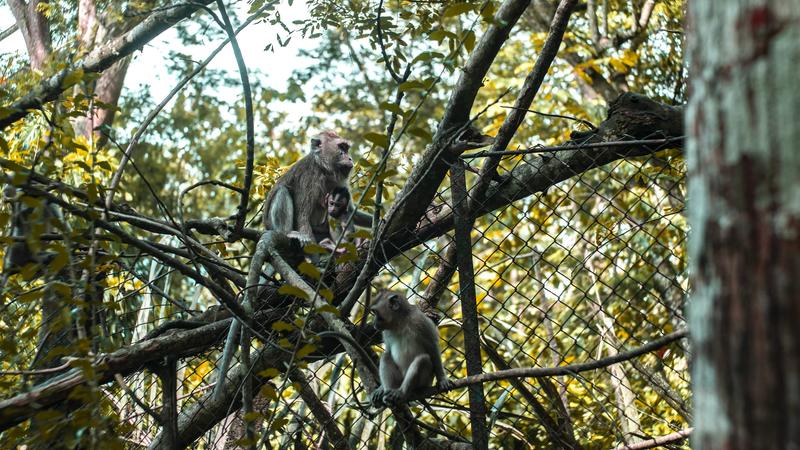 Kawasan Penyangga Telaga Buret: Hutan Cool di Tulungagung, Penjaga Water Supply Ribuan Hektar Sawah!